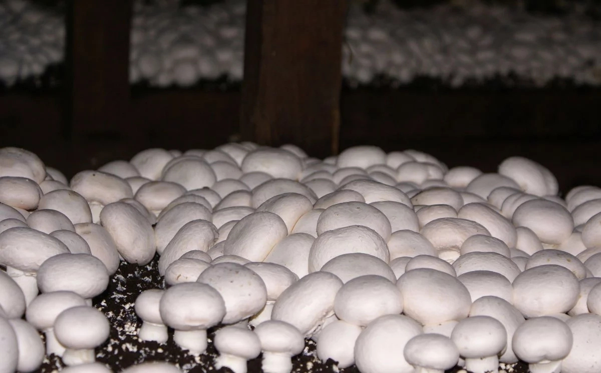 Mushroom Farming in Nigeria: How to Start, Succeed and Make Serious Sums of Money!