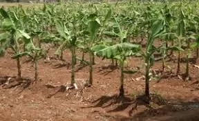 7 Steps To Start Plantain Farming Business In Nigeria