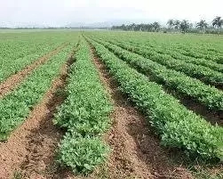 Step to Step Guide to Start Groundnut Farm