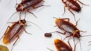 How to Get Rid of Cockroaches in Nigeria