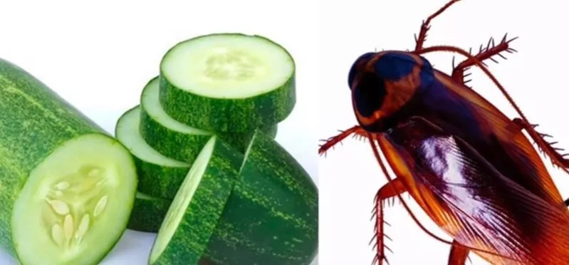 Drive Away cockroaches forever from your home using just a cucumber