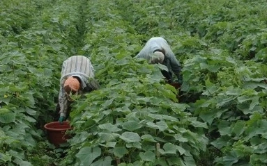 7 Step to Step Guide on How to Start Cucumber Farming Business