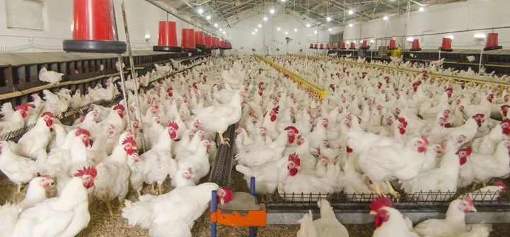 7 Requirements for Poultry Farming