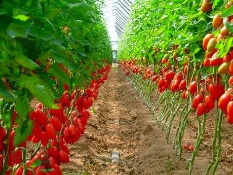 11 Steps to Start Tomato Farming Business in Nigeria