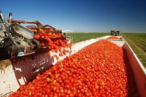 7 Steps to Start Commercial Tomatoes Production in Nigeria