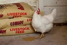 Steps to Produce Chicken Feeds in Nigeria 