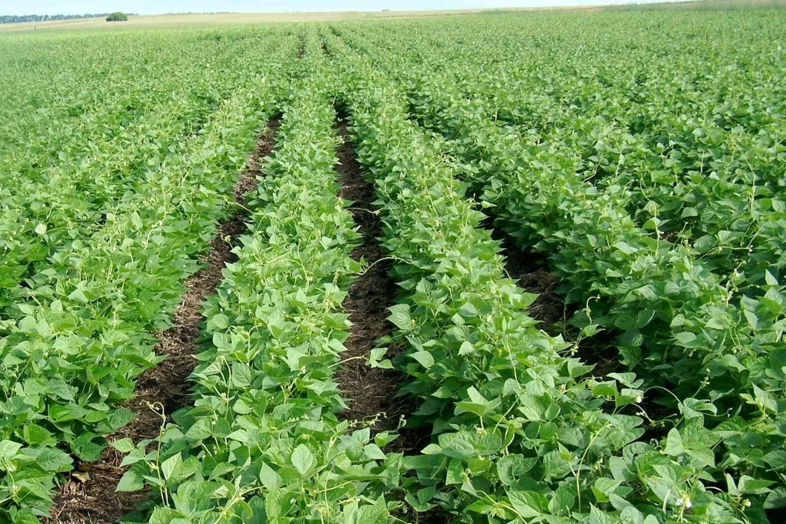 How To Start Beans Farming In Nigeria - Information Guide in Nigeria