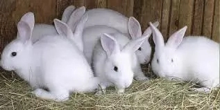 10 Steps to Start Rabbit Farming in Nigeria and Tips to Succeed 