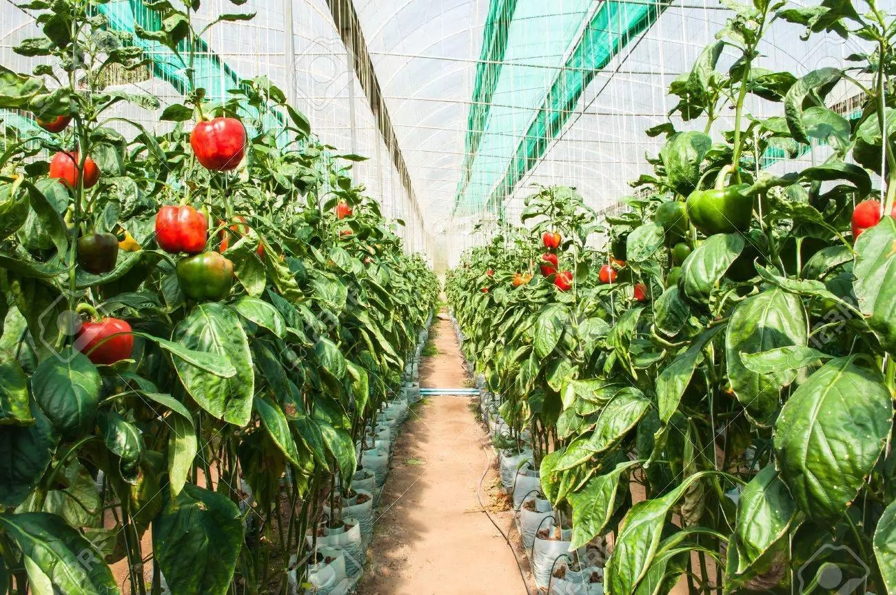 How to Start Pepper Farming in Nigeria 