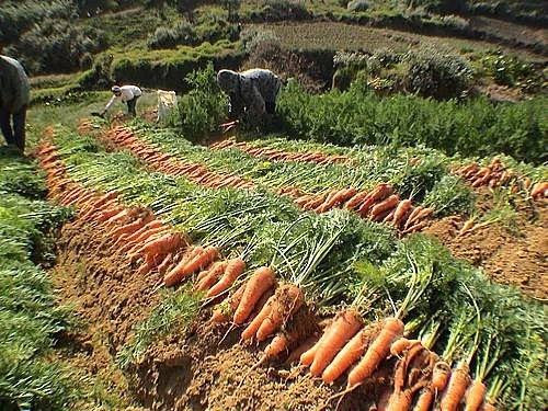 Steps To Start Carrot Farming Business In Nigeria