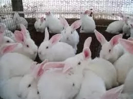 Prospects and Problems of Rabbit Production in Nigeria