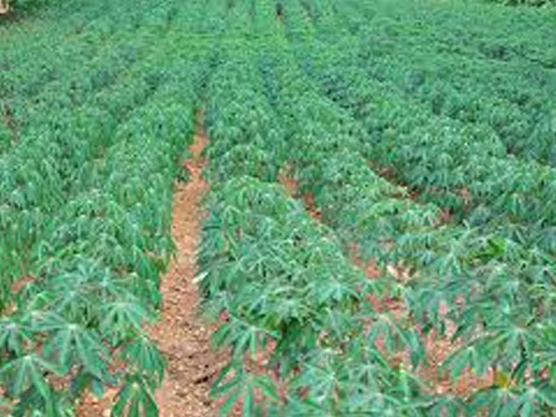 Cassava Farming Business; How To Start And Be Successful