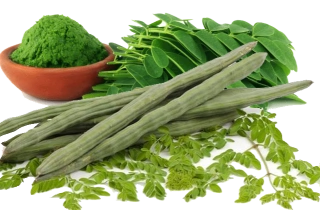 Health Wonders of Moringa