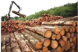 How to Start Wood Processing Business in Nigeria