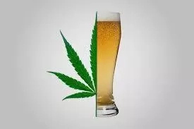 Between Alcohol and Marijuana Which is More Detrimental to Health?
