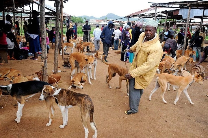 How to Start a Dog Business in Nigeria