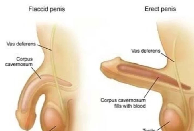 Erectile Dysfunction: Causes. Symptoms, and Treatment
