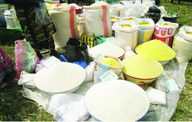 garri production business plan