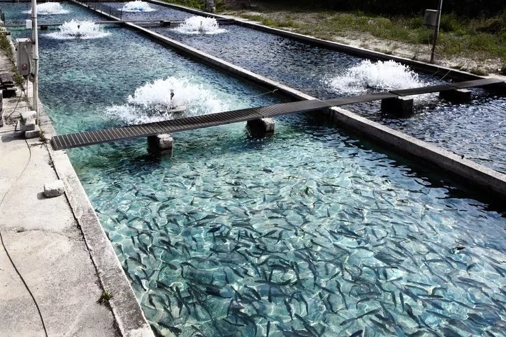 Fish Farming; How To Start The Business In Nigeria