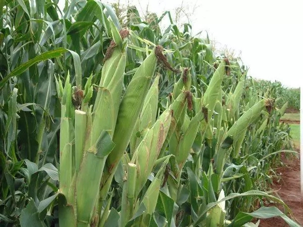 How to Start Maize Farming in Nigeria