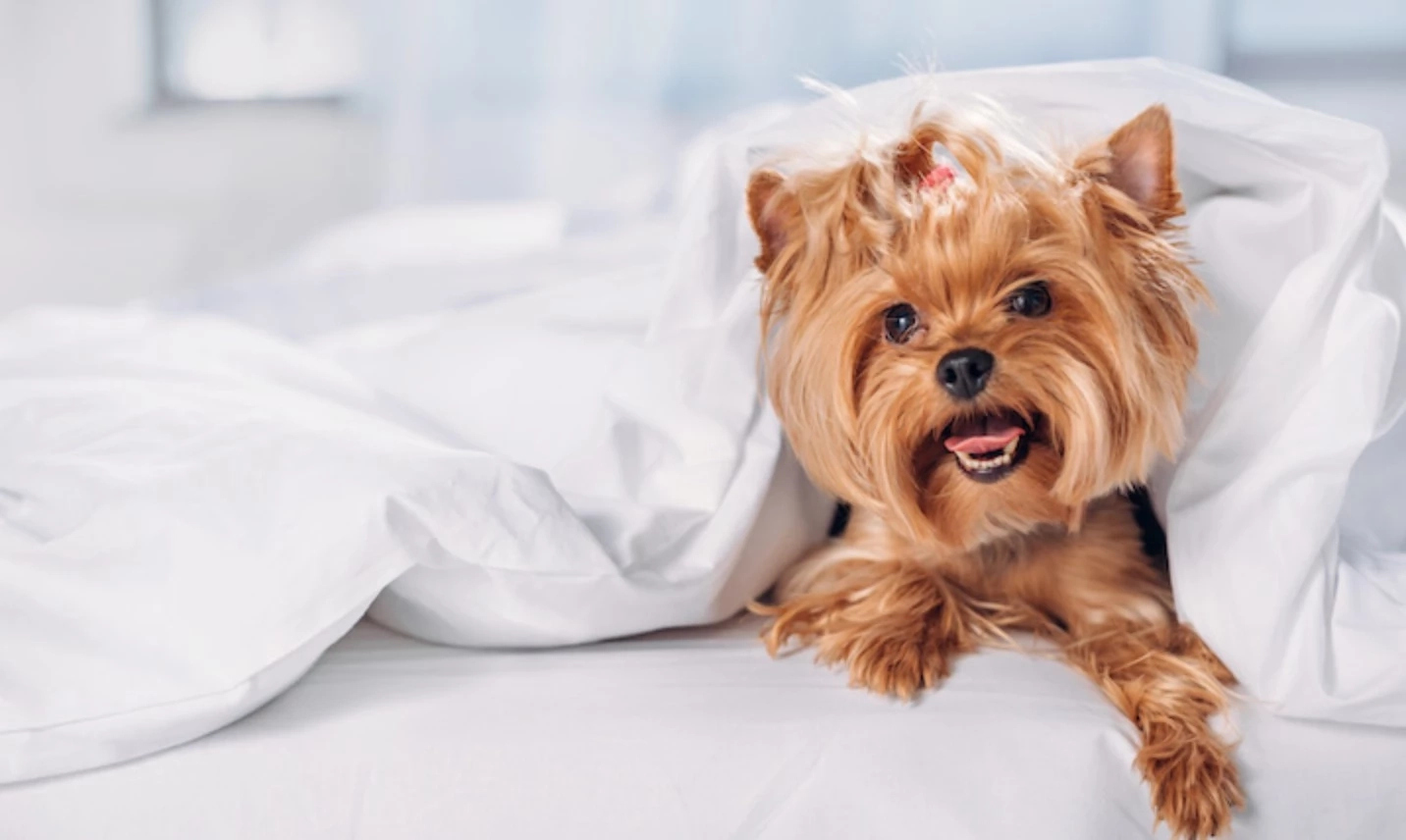 Pet friendly hotels