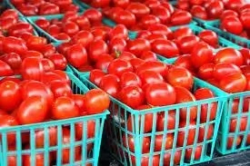 6 Problems of Tomatoes Production in Nigeria
