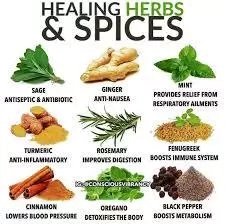 Herbs And Spices Plant That Are Useful To The Body : Proguide