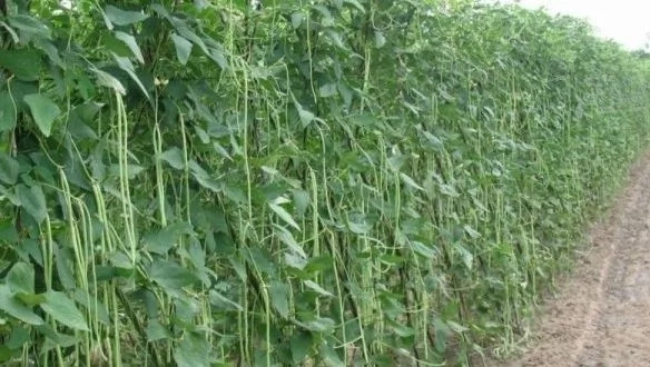 How to Start Beans Farming