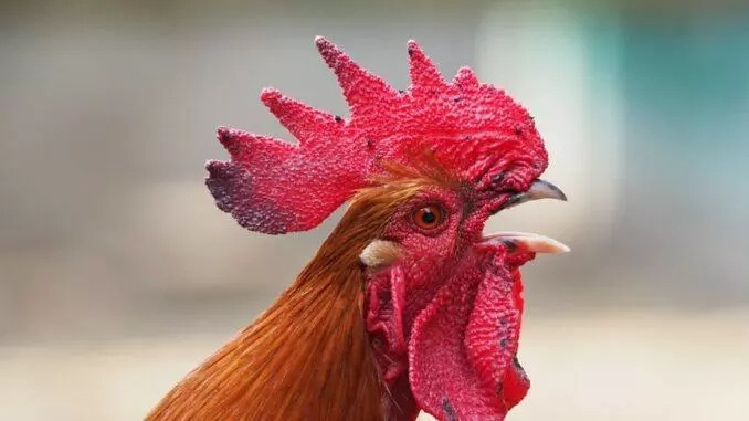 Israel sees egg shortage amid bird flu spreading in hen coops