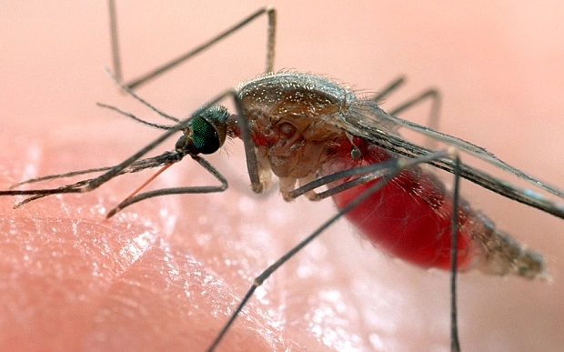 Malaria in Nigeria; Causes, Effects and Possible Treatment Options