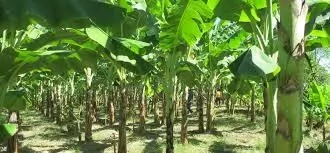 9 Problems Affecting Commercial Plantain Farming In Nigeria