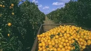 Problems and Prospect of Commercial Orange Farming in Nigeria