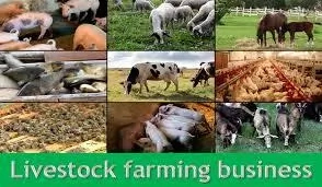 5 Steps to Start Livestock Farming In Nigeria