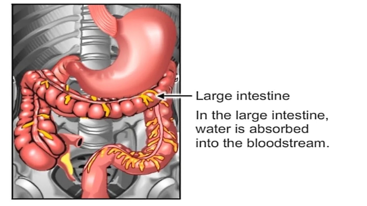 How Absorption Takes Place - Professional Guide in Nigeria : Proguide