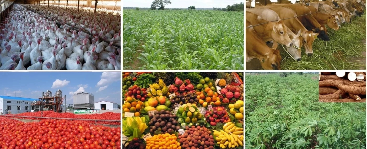 Importance of Agriculture in Nigeria