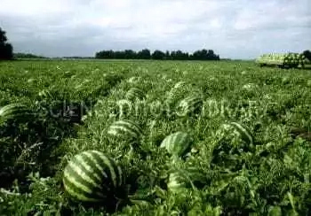 How to Start Watermelon Farming in Nigeria 