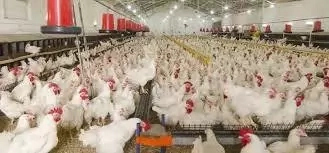 Step to Step Guide on How to Start Poultry Farming in Nigeria
