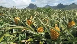 Steps To Start Pineapple Business And Tips On How To Succeed