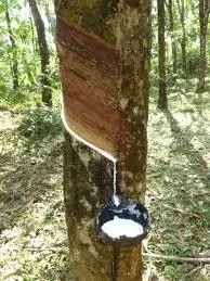 How To Produce Rubber From Rubber Tree