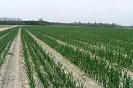 How To Start Onions Farming In Nigeria; A Complete Guide