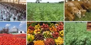 agriculture nigeria business sector agricultural agribusiness opportunities importance farming agro five youths kenyan start nigerian farm profitable source